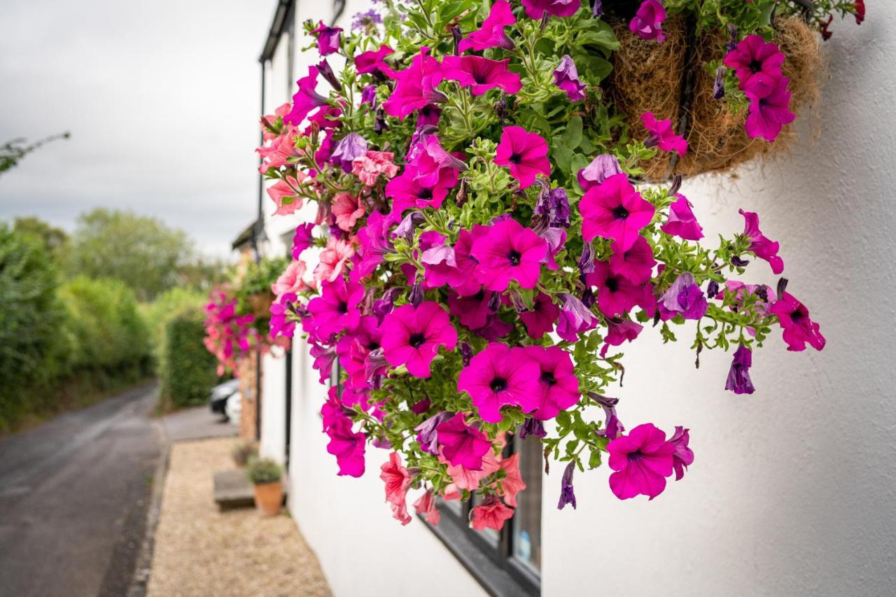 Woodview - Cosy 1840S Cottage In Chew Valley And Mendip Aonb Compton Martin Dış mekan fotoğraf